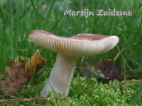 Papilrussula [Russula caerulea]
